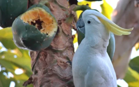 Are Umbrella Cockatoos Rare?