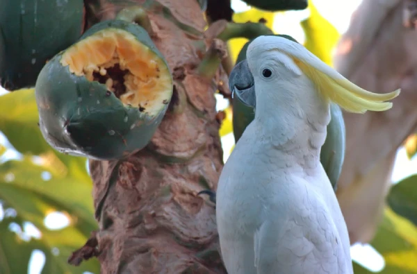 Are-Umbrella-Cockatoos-Rare