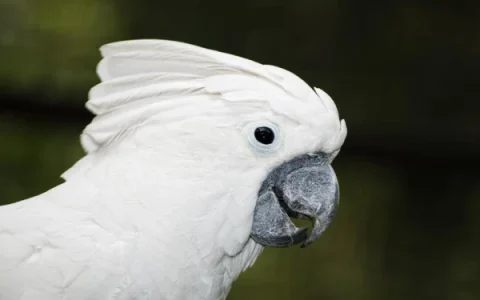 How Hard Can an Umbrella Cockatoo Bite?
