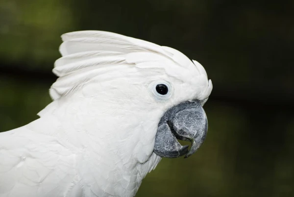 How-Hard-Can-an-Umbrella-Cockatoo-Bite