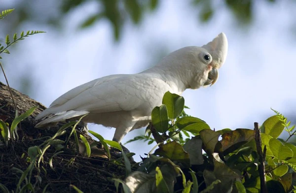 Can-Umbrella-Cockatoos-Eat-Meat