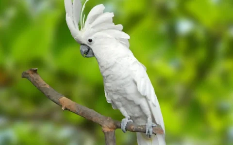 How Smart Is an Umbrella Cockatoo?