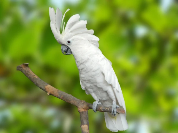 How-Smart-Is-an-Umbrella-Cockatoo