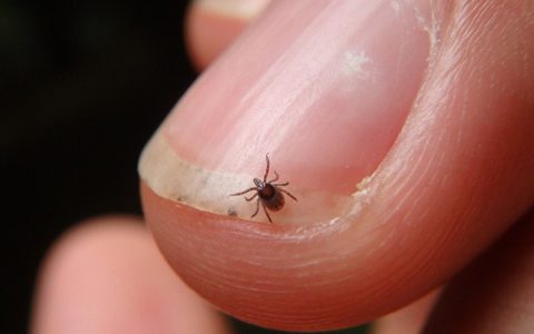 How to Get Rid of Bird Mites on Parrots (Vet Answer)