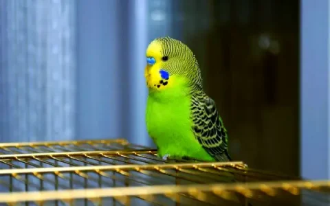 How Big Is a Budgie? (Complete Guide)