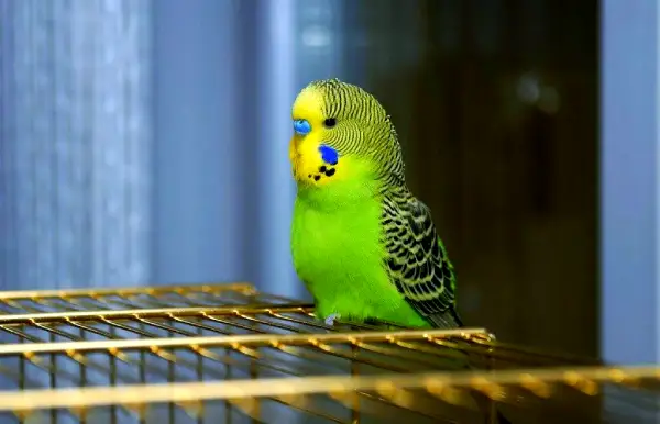How-Big-Is-a-Budgie