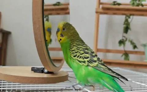 Do Budgie Birds Like to Be Held?