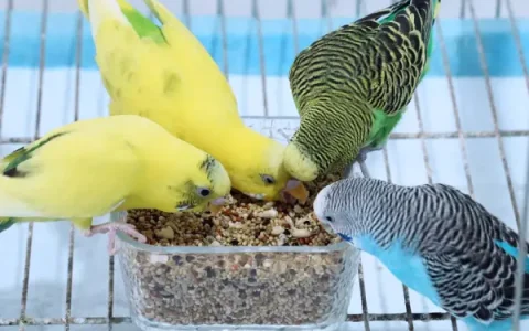 Are Budgies an Easy Pet?