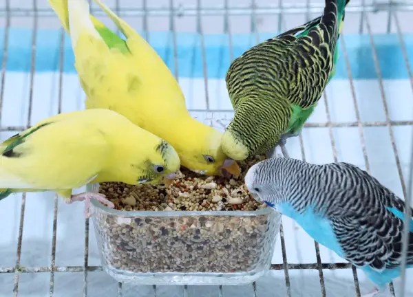 Are-Budgies-an-Easy-Pet