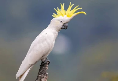 Cockatoos