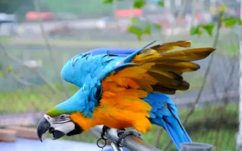 Are Macaws and Parrots the Same?