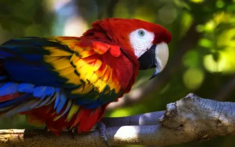 How Much Do Macaws Cost? (Price Guide 2025)