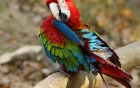 How Intelligent Are Macaws? (Analysis of Their Cognitive Abilities)