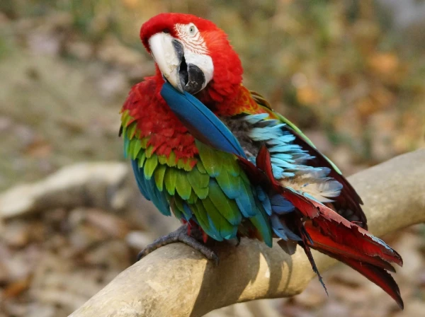 How-Intelligent-Are-Macaws