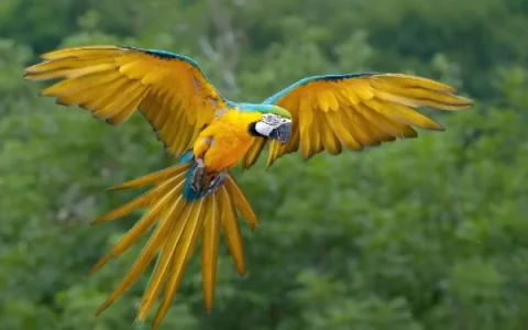 Can Macaws Live 100 Years?