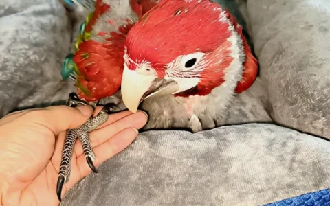 Is a Macaw Bigger Than a Parrot? (Avian Veterinarian Explanation)