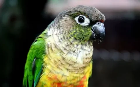 How to Care for a Green-Cheeked Conure