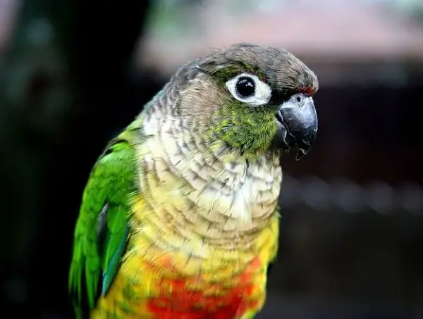 How-to-Care-for-a-Green-Cheeked-Conure