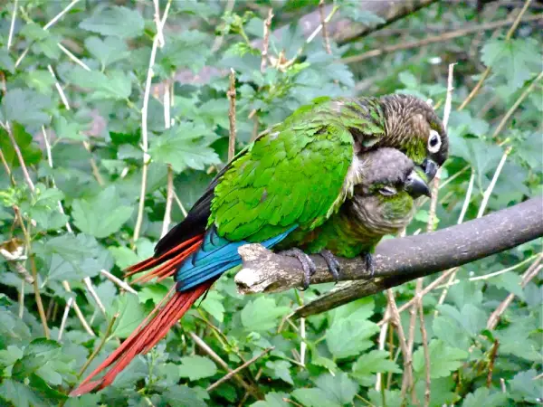 How to Care for a Green-Cheeked Conure