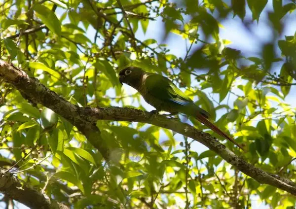 How to Care for a Green-Cheeked Conure