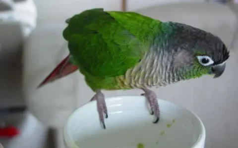 Can a Green-Cheeked Conure Eat Coconut?