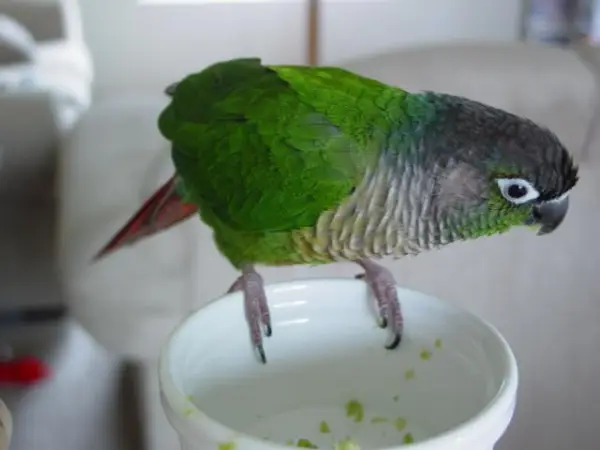 Can-a-Green-Cheeked-Conure-Eat-Coconut