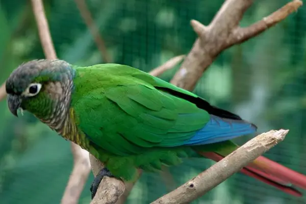 Can a Green-Cheeked Conure Eat Coconut?