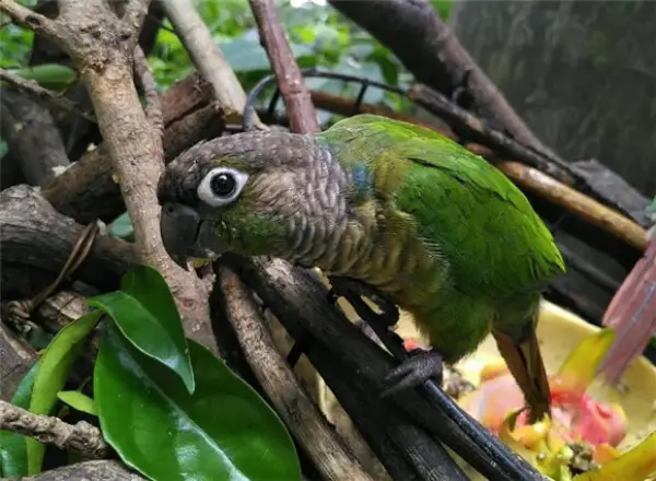 What-Is-the-Best-Diet-for-a-Green-Cheeked-Conure