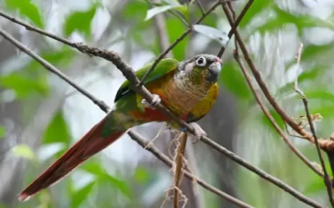 Why Is My Green-Cheeked Conure Coughing?