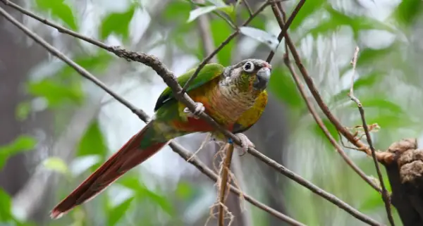 Why Is My Green-Cheeked Conure Coughing?