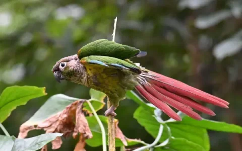 Can Green-Cheeked Conures Eat Carrots?