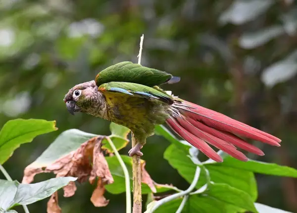Can-Green-Cheeked-Conures-Eat-Carrots