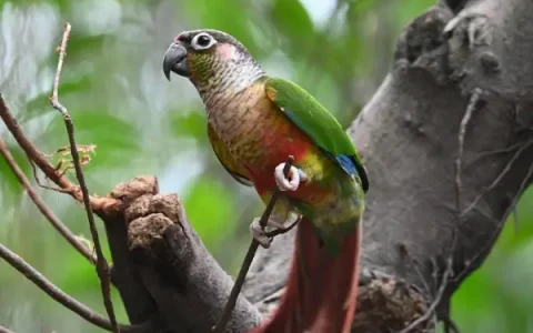 How Much Does a Green-Cheeked Conure Cost?