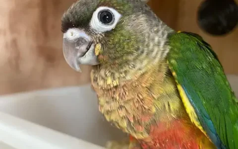 Are Green-Cheeked Conures Legal in New Mexico?