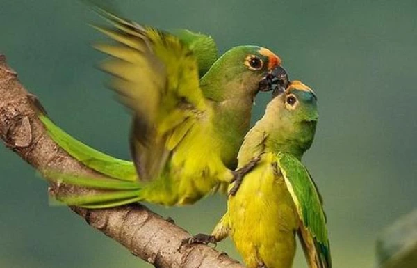Why Are Green-Cheeked Conures So Expensive?
