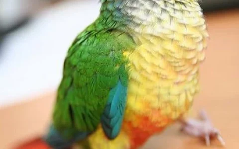 How Long Do Green-Cheeked Conure Parrots Live?