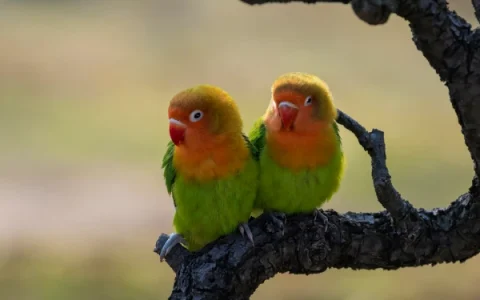 How Much Is a Lovebird?