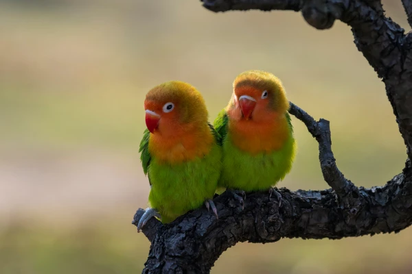 How-Much-Is-a-Lovebird