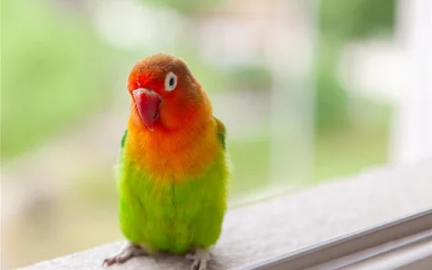 How to Tell a Lovebird’s Gender