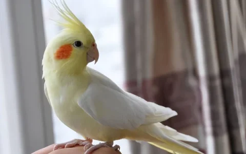 How to Trim Cockatiel Nails