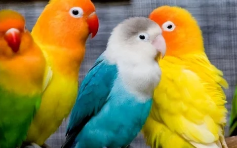 Can Lovebirds Eat Banana?