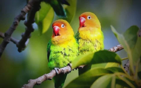 Can Lovebirds Eat Grapes?
