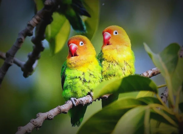 Can-Lovebirds-Eat-Grapes