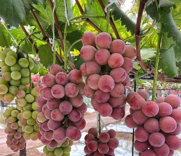 Can Lovebirds Eat Grapes?