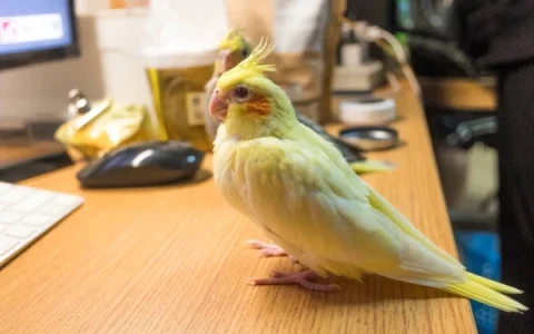 What Fruits Do Cockatiels Eat?