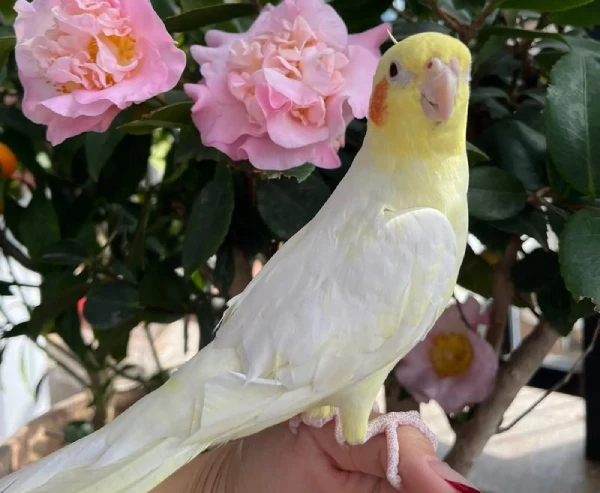 Where to Buy a Cockatiel