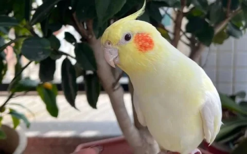 Where to Buy a Cockatiel