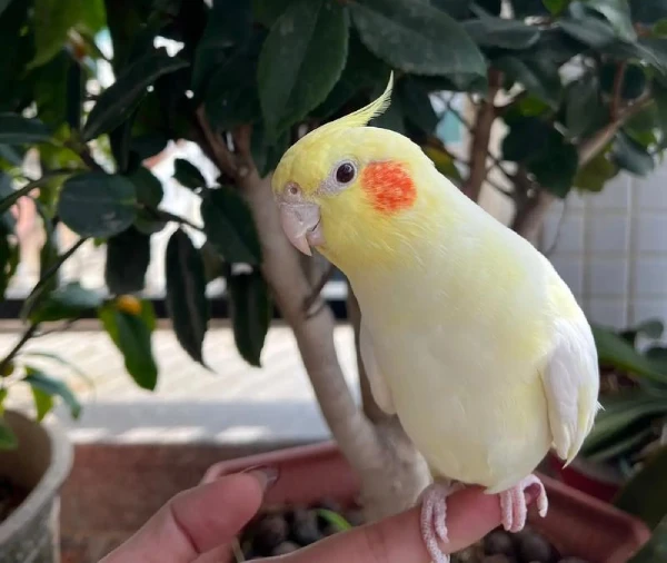 Where-to-Buy a-Cockatiel