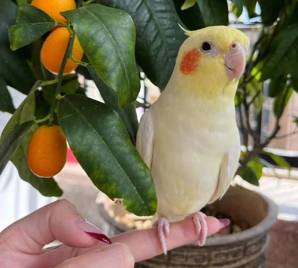 Where to Buy a Cockatiel