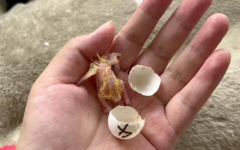 How Long Do Cockatiel Eggs Take to Hatch?